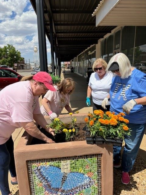 Marigolds planting